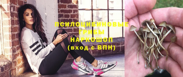 гашик Пересвет